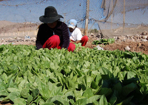 agricultura 1