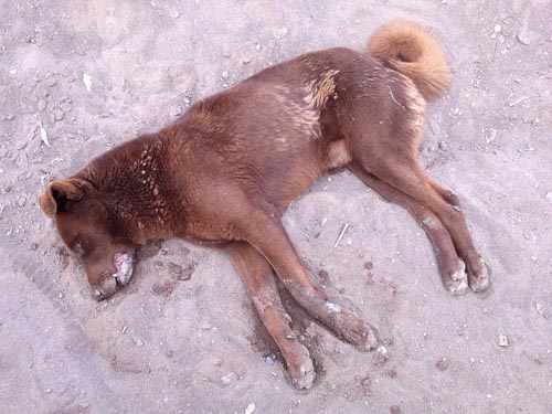 perro_web2