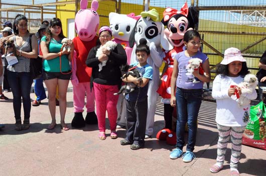 mascotas web4