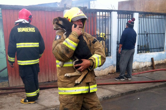 incendio perro web