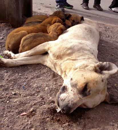 perra_-_cachorros_web